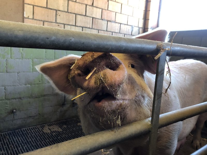 Schweinezüchterin Sonja Knechtle wünscht sich Branchen-Nachwuchs