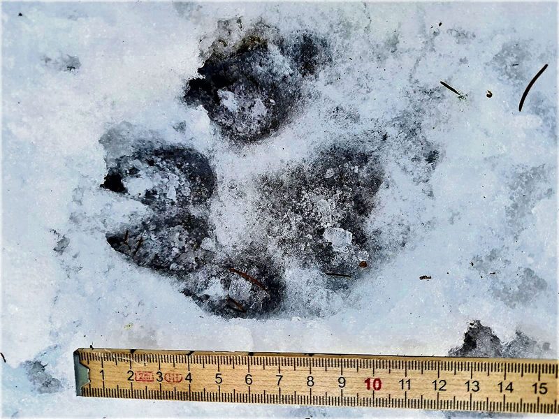 Wolfsspuren im Schnee oberhalb von Root.