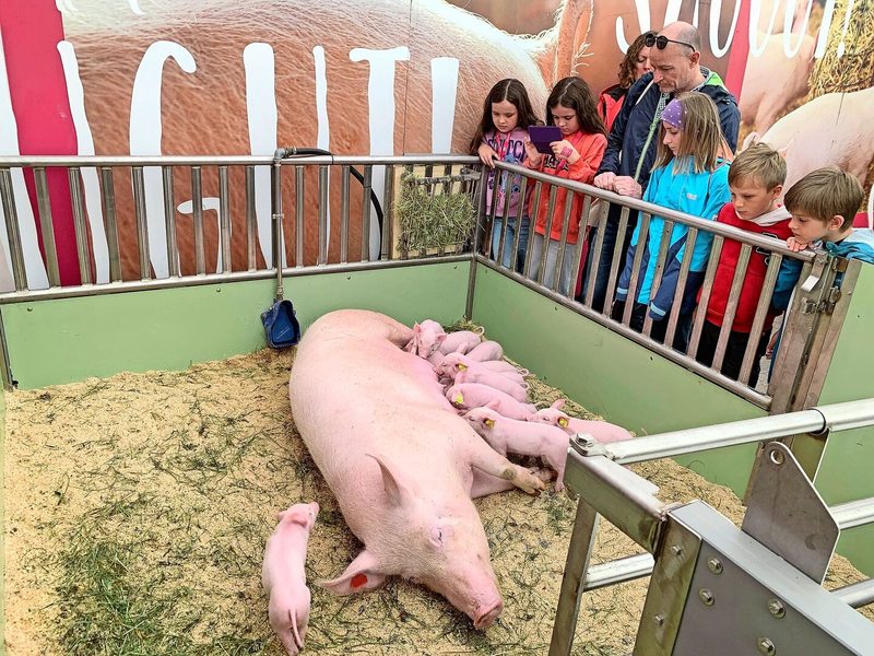 Ein besonderes Erlebnis für die Luga-Besucher: Eine muntere Schar von Ferkeln am Säugen.