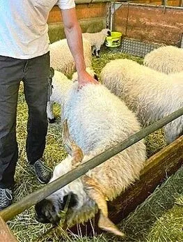 Der BCS kann unabhängig von Rasse, Grösse, Wolle, Gewicht und Pansenfüllung durch Palpation geschätzt werden.