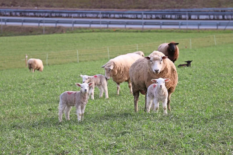 Eine phasengerechte Gruppierung der Herde ermöglicht eine bedarfsgerechtere Fütterung.