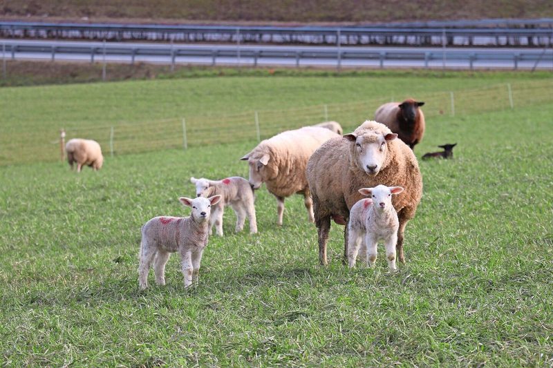 Eine phasengerechte Gruppierung der Herde ermöglicht eine bedarfsgerechtere Fütterung.