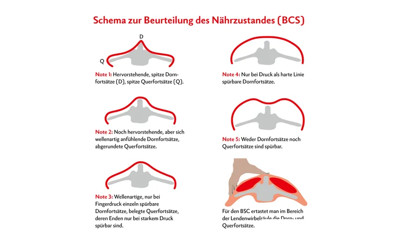 Während der energieintensiven Transitphase brauchen Schafe bedarfsgerechtes Futter