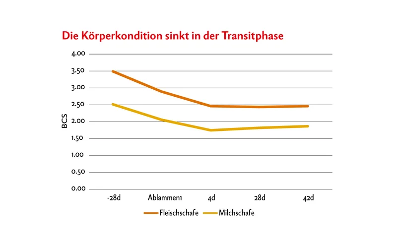Während der energieintensiven Transitphase brauchen Schafe bedarfsgerechtes Futter