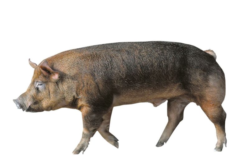 Es braucht die fleischigen Eber in der Zuchtpyramide