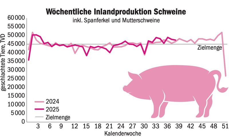 Barometer auf Rot und sinkende Preise: Es gibt zu viele Schweine auf dem Markt