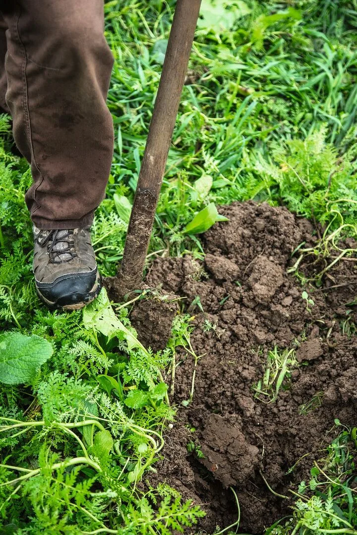 Ein Schuh und eine Schaufel sind neben einem frisch ausgestochenen Loch im Feld zu sehen.