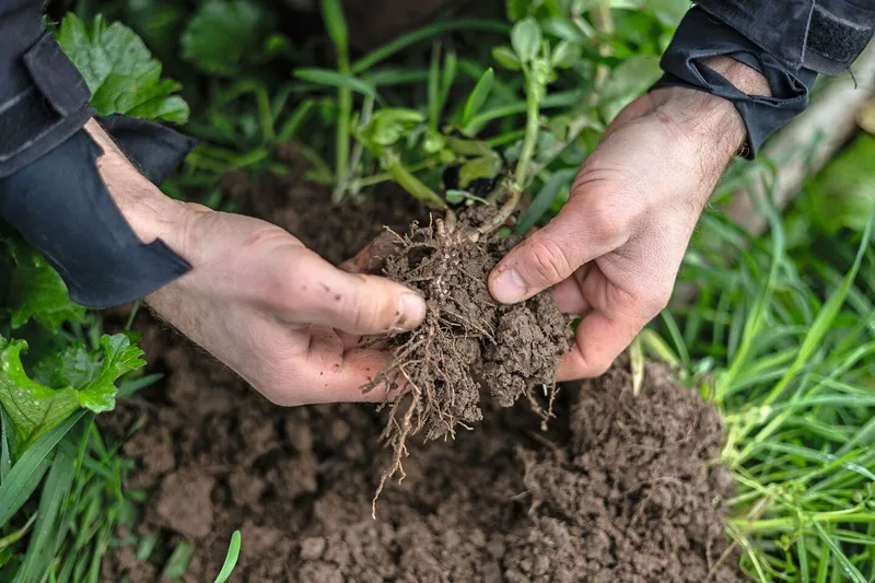 An einer frisch ausgestochenen Wurzel einer Ackerbohne sind die Knubbel zu erkennen, die die Knöllchenbakterien enthalten.