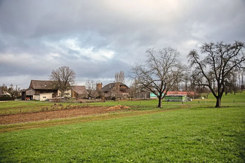 Der Waidhof ist im Hintergrund zu sehen: IM Vordergrund stehen Hochstammbäume und ein Feld.