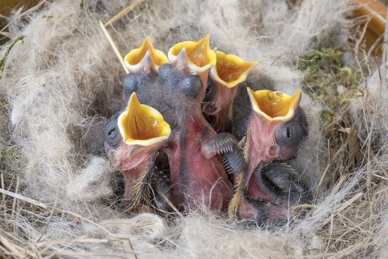 Die Vogelwarte Sempach warnt: «Hände weg von Jungvögeln»