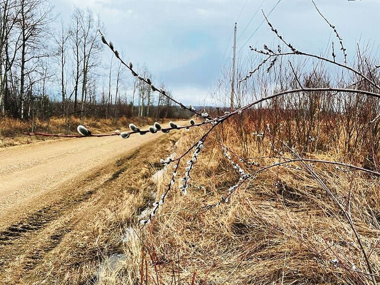 Im spätwinterlich eintönigen British Columbia vermögen sogar «Widebüsseli» Akzente zu setzen.