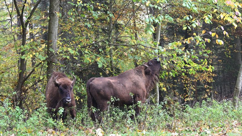 Die Wisente im solothurnischen Thal leben sich ein