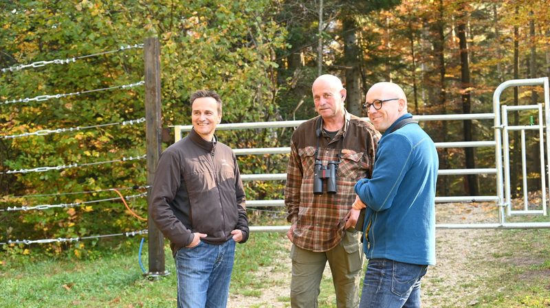 Die Wisente im solothurnischen Thal leben sich ein