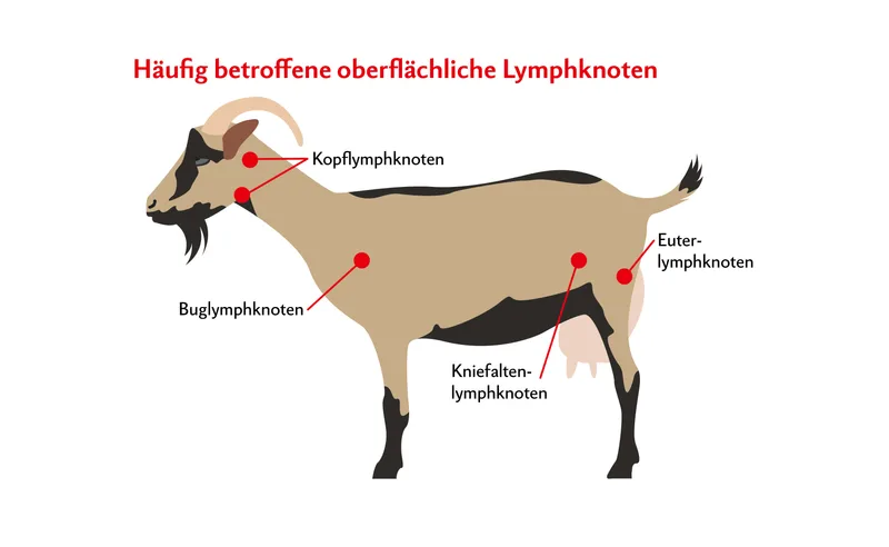 Bei Ziegen sind häufig nur einzelne oberflächliche Lymphknoten durch Pseudotuberkulose sichtbar verändert.