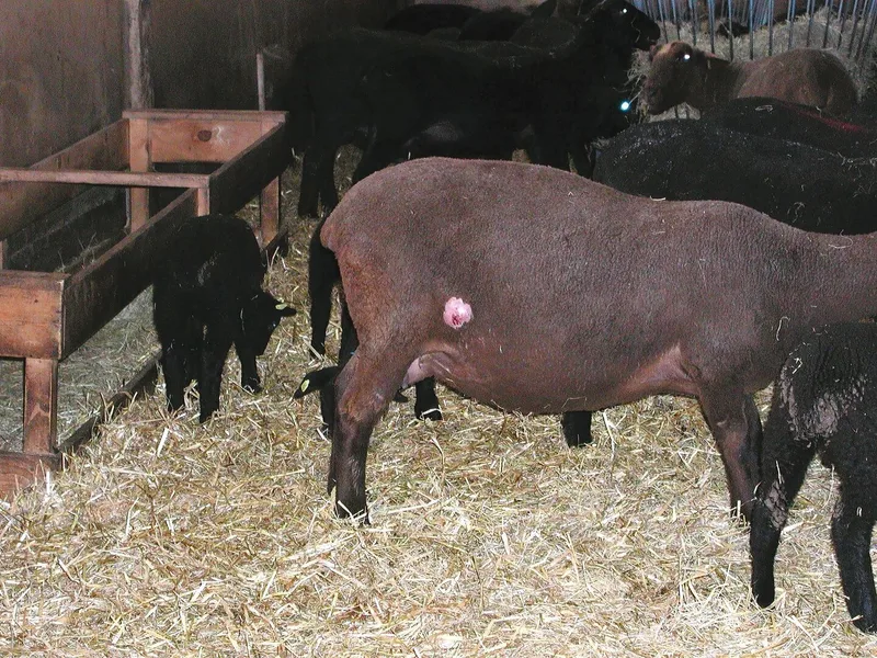 Dieses Schaf hat einen Abszess am Kniefaltenlymphknoten. Um die anderen Tiere der Herde zu schützen, sollte es umgehend separiert werden, damit der Eiter nicht im Stall verteilt wird, wenn sich der Abszess von selber öffnet und entleert.