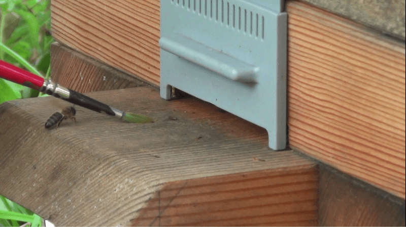 Ein Skorpion im Bienenstock zum Schutz gegen Parasiten