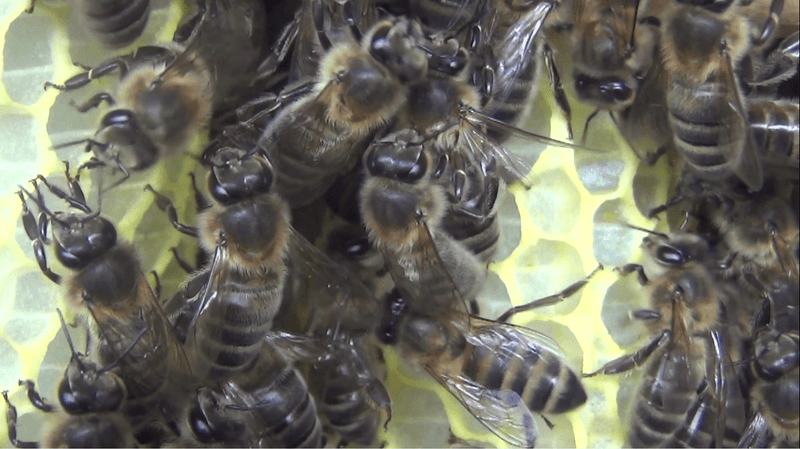 Ein Skorpion im Bienenstock zum Schutz gegen Parasiten