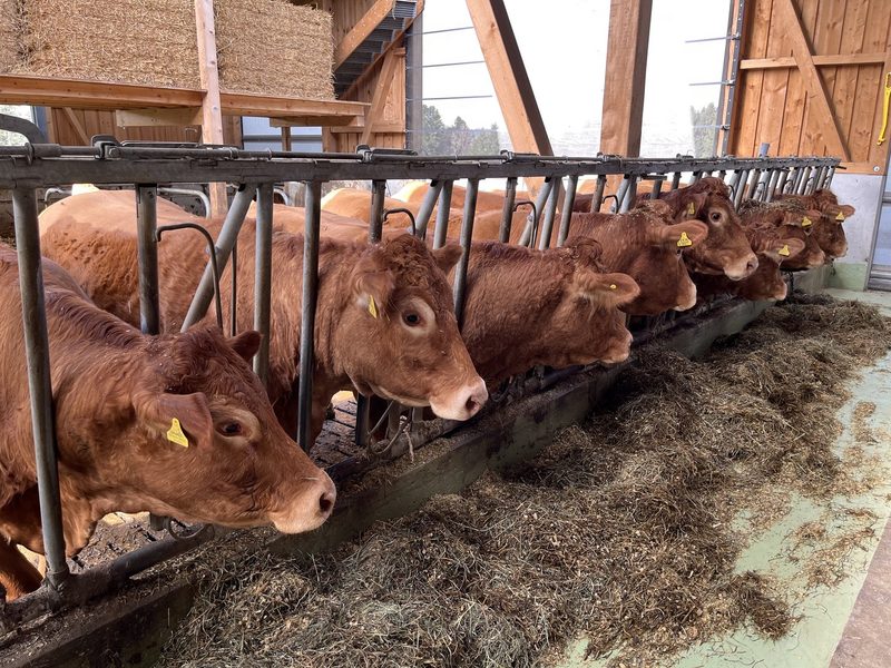 Die Limousin-Züchter freuen sich auf die 2. Expo Swiss Limousin in Brunegg
