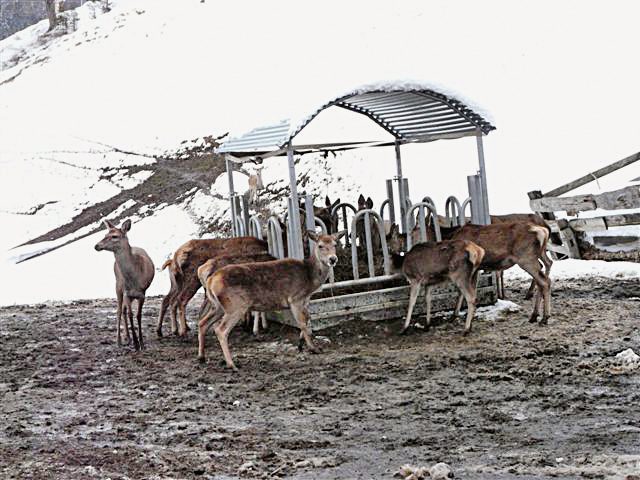 Nutztierfütterung, an der sich Rotwild eingefunden hat. Bild: AJF Graubünden
