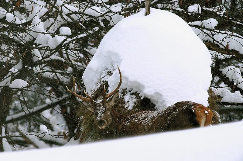 Rotwildbestände in Vorarlberg sind mit Tuberkulose infiziert und bilden eine Gefahr für das Vieh vor allem bei der Sömmerung. Bild: AJF Graubünden
