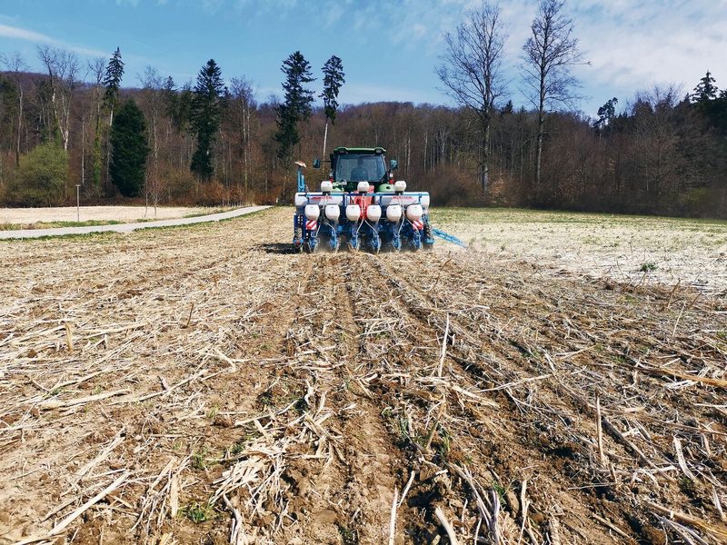 Dieselbe Fläche im Frühling: In den abgefrorenen Bestand werden Zuckerrüben gesät.