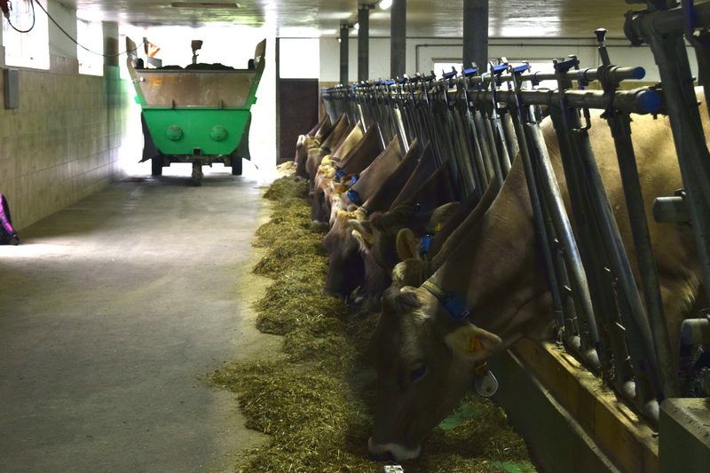 Futterzusatz Bovaer hält Einzug in Schweizer Ställe