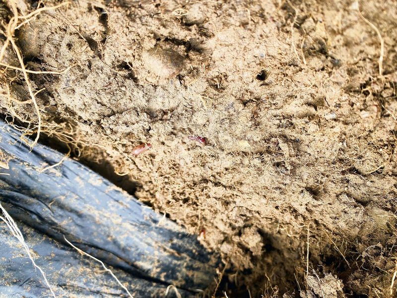 Über die Jahre sei der Boden krümeliger und aktiver geworden, beobachtet Stefan Eichholzer.