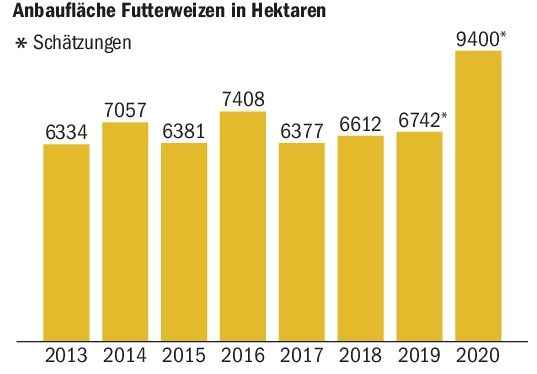 Jahrelang schwankte in der Schweiz die mit Futterweizen angebaute Fläche zwischen 6000 und 7000 Hektaren. Im laufenden Jahr schnellt die Fläche aber auf 9400 Hektaren.(Quellen Agristat und Swisssem)
