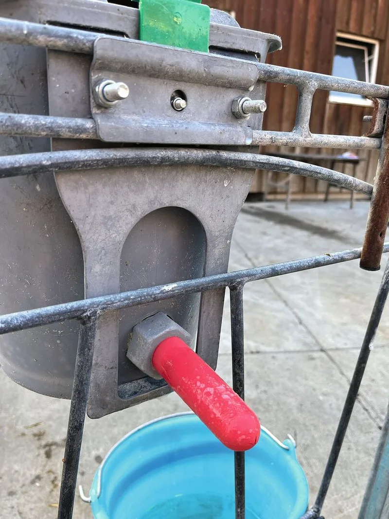 Detailaufnahme eines roten Saugnuggis, der an einem Milcheimer befestigt ist.