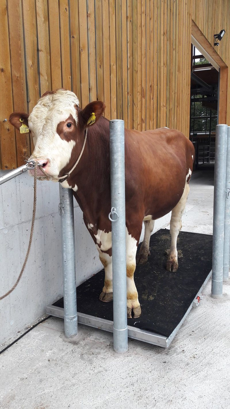 Tierwaagen gegen Gewichtsverluste