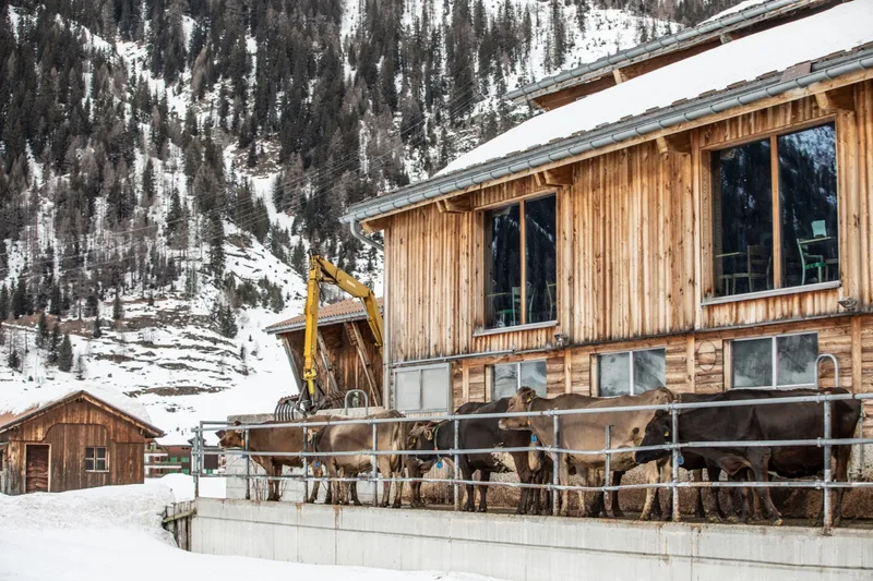 Durch die hohen Fenster der Beiz sehen die Gäste direkt in den Laufhof und in die Weiten des Obergoms. Bild: Pia Neuenschwander