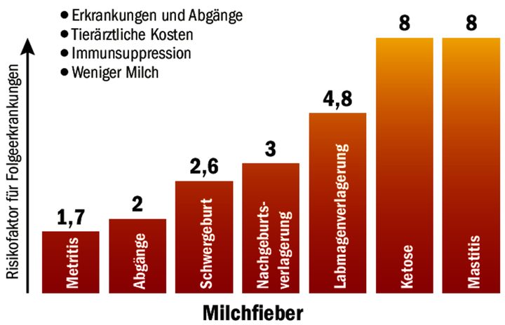 Leidet eine Kuh an Milchfieber, so steigt das Risiko für Folgeerkrankungen.