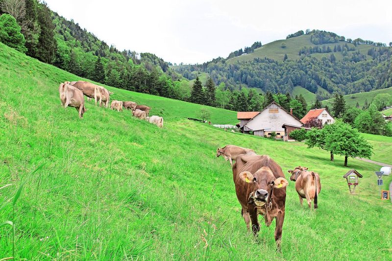 Die Kühe von Hubert Kühne bewegen sich trittsicher auf den steilen Weiden rund um den Betrieb.