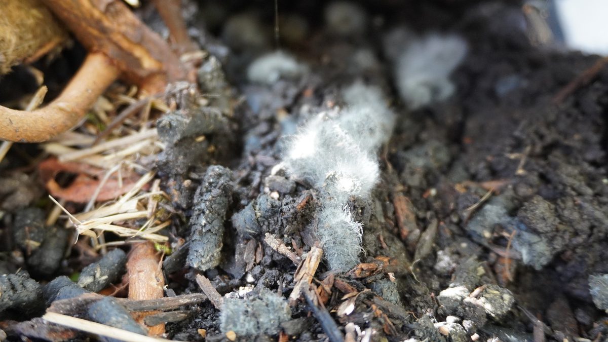 BauernZeitung: Mit Pellets den Boden regenerieren – kann das funktionieren?