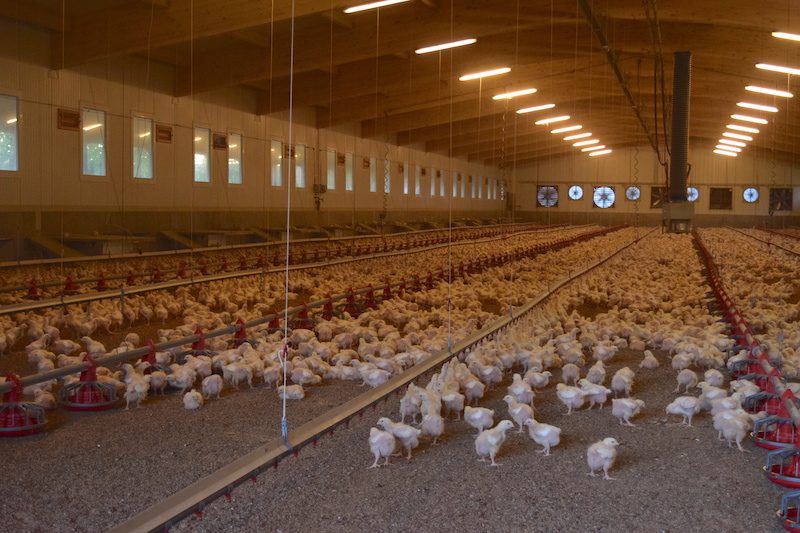 «Anstatt des Hühnerstalls hätten wir dann eine grosse Maschinenhalle»