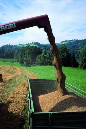 Urdinkel: Einst verdrängt von neuen Getreidesorten, nun wieder voll im Trend