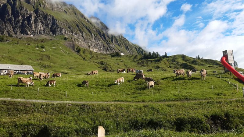 Braunvieh-Fans pilgerten auf dem Pragelpass