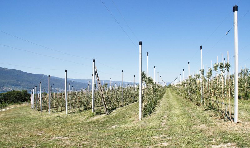 Obstvielfalt statt Einheitsmilch: Webers verkaufen ihr Obst nur noch an Wochenmärkten
