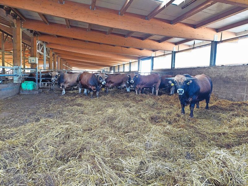 Auf diesem 850 Hektaren grossen Betrieb werden Mutterkühe der Rasse Aubrac gehalten. Pro Jahr werden rund 250 Kälber in der eigenen Metzgerei in der Stadt geschlachtet und vermarktet. Die Kälber wachsen auf der Weide auf und werden im Stall ausgemästet. Die Landwirte in Kroatien müssen ihre Tiere mit Herdenschutzhunden vor Wölfen, Bären und Wildschweinen schützen.