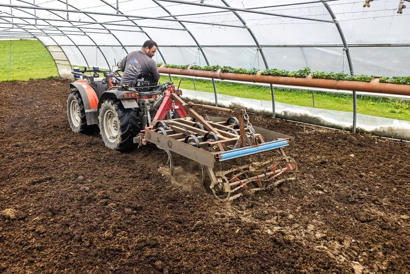 Serge Duperrex arbeitet mit dem Carraro im Folientunnel Mist ein.