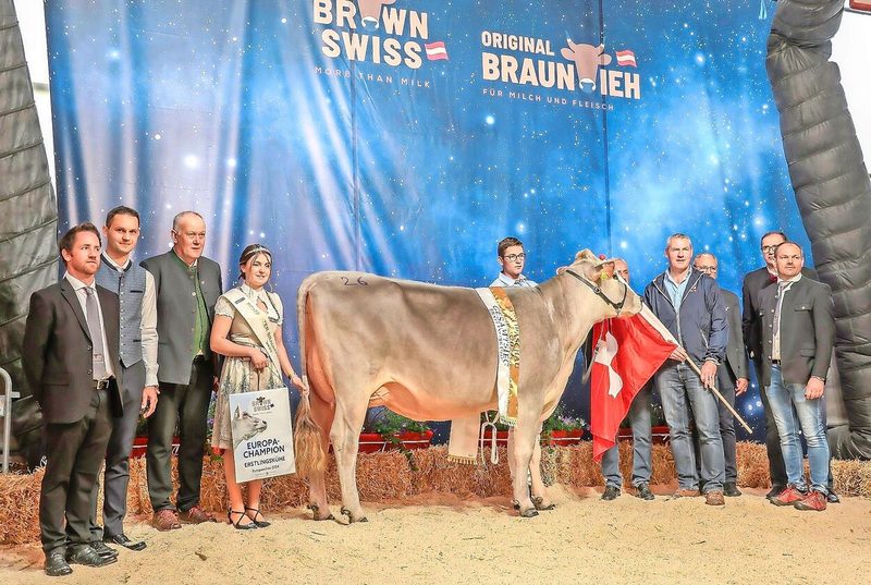 Schweizer Braunvieh verteidigt EM-Titel im österreichischen Imst