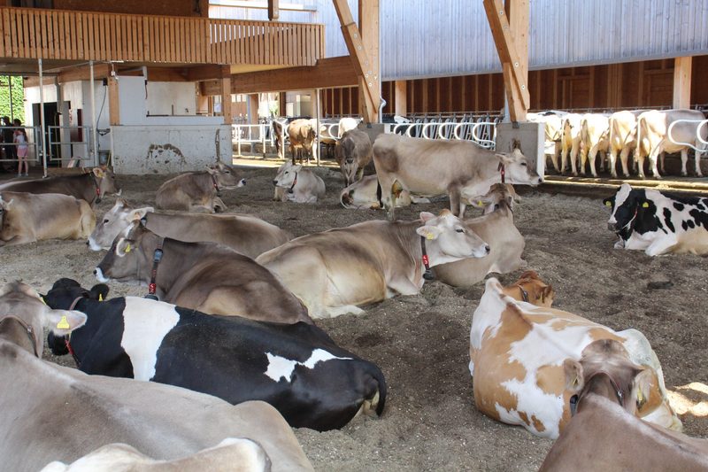 Alles vom Schaugarten bis zum Milchviehstall am Arenenbergertag