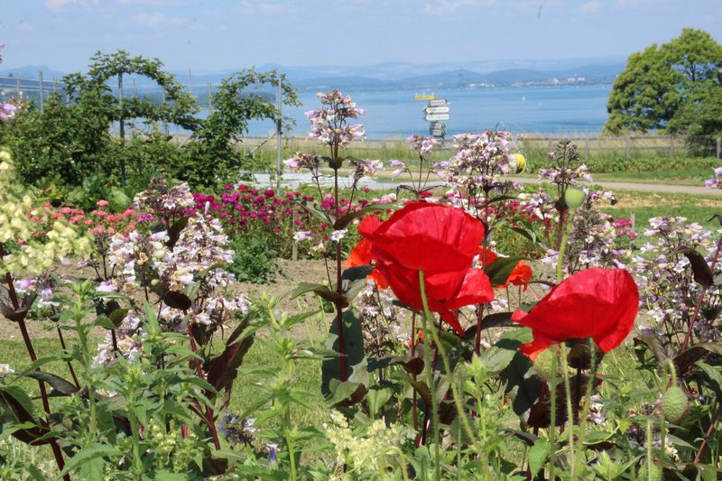 Alles vom Schaugarten bis zum Milchviehstall am Arenenbergertag