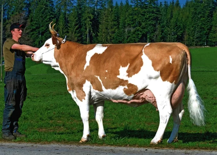 Eine weitere Apollo-Tochter und Stierenmutter aus dem Stall Oesch: Apollo Conni (55 55 98/EX-94).
