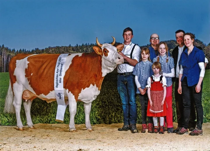 Eine Traumkuh von Oeschs: Fabbio Calida (44 44 94/VG 85 1. Laktation) wurde im Jahr 2022 Miss Simmental an der Regioschau Amt Thun.