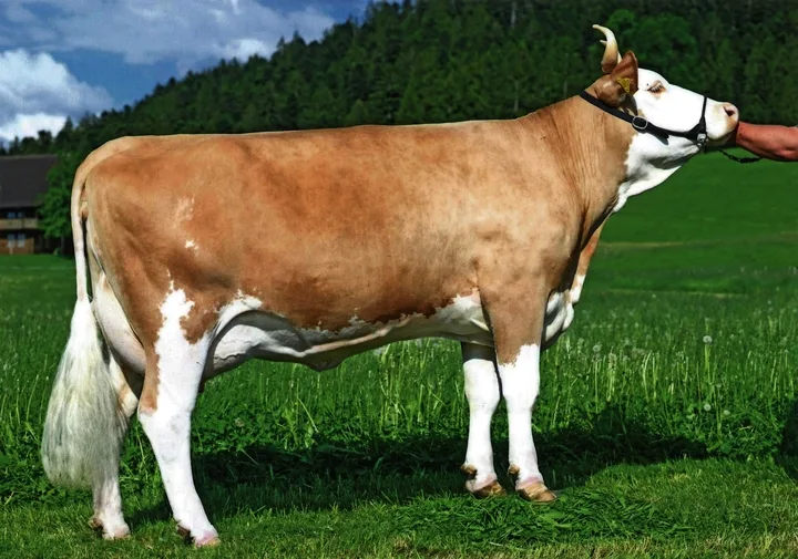Apollo-Tochter Herta (55 55 98/EX-93) von Ueli Oesch hat Leistungen von über 10 000 kg Milch.