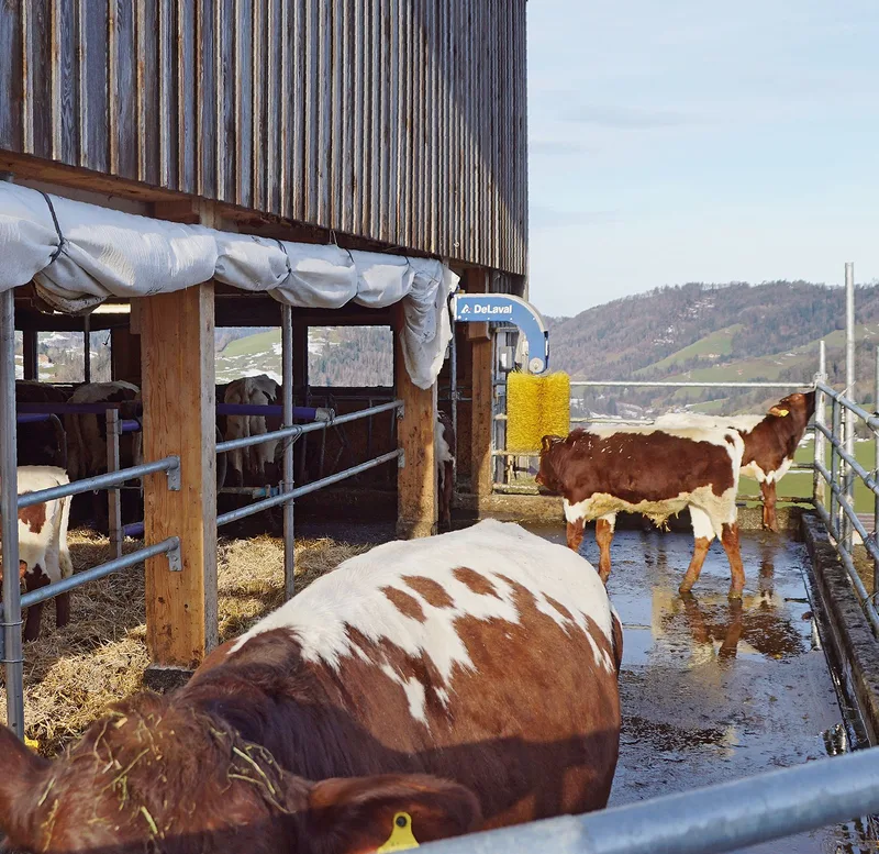Den Anbindestall geschickt in einen Laufstall umgebaut