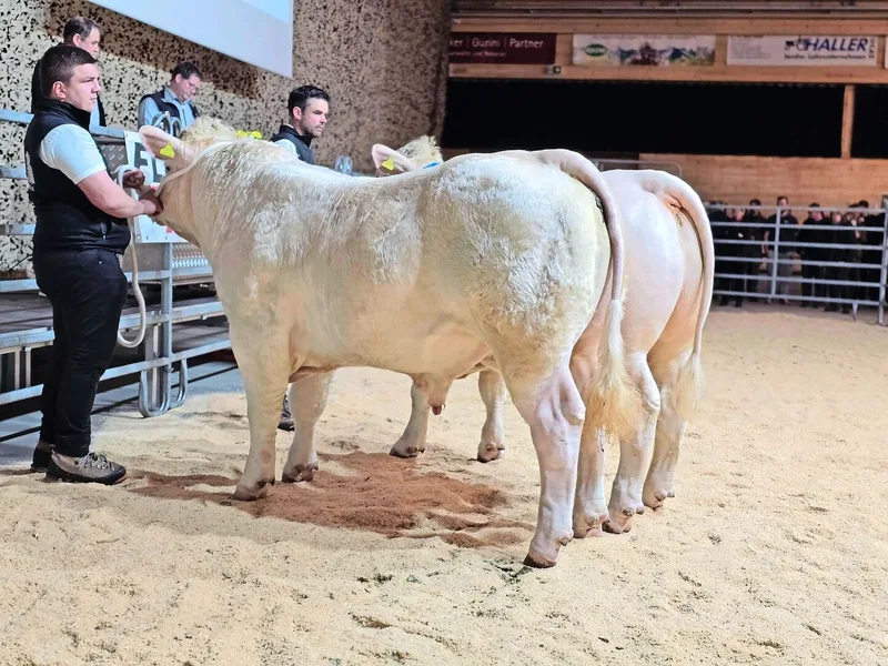 Bei den Charolais war die Konkurrenz nicht gross, allerdings die Qualität hoch. Champion wurde Rio von Ueli Bader aus Mümliswil SO (vorne).