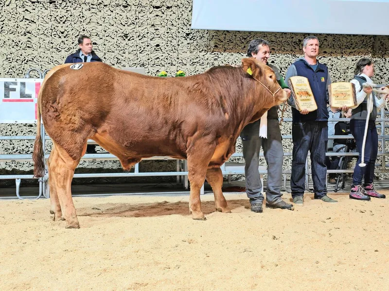 Der Champion der Rasse Limousin: Der gut jährige, vorzüglich entwickelte Wildhabers Boris P von Reto Wildhaber aus Flums SG.