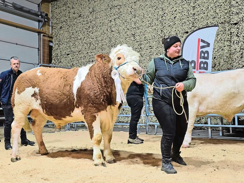 Sieger der Rasse Simmental und Suprême-Champion: Bergers Antonio von Urs und Monika Schmidli, Thalheim AG.